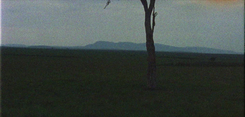 Large birds sitting on branches of a single tree in a grassy landscape