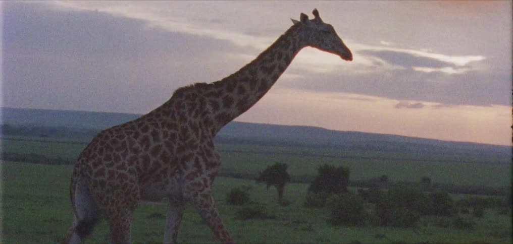 A giraffe walking across plains at sunset