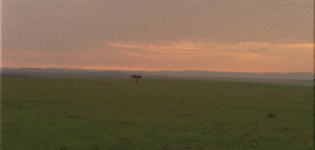 A single tree in a grassy landscape at sunset