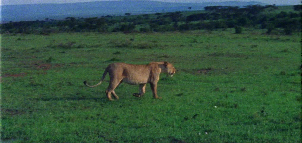 A mountain lion walks through an open field