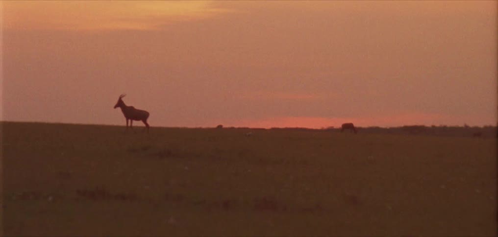 An antelope walks across a grassland at sunset