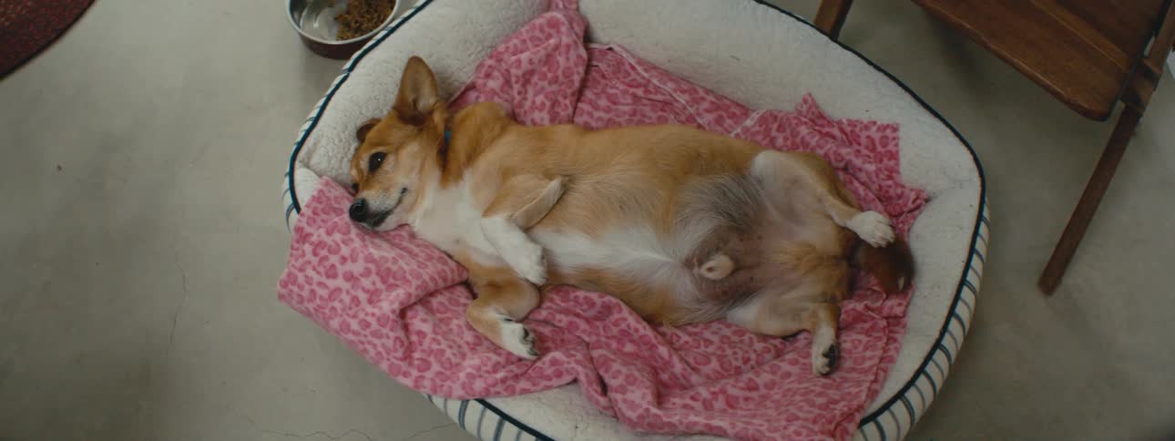 Dog lies in pet bed lined with blanket near chair and bowl with dog food