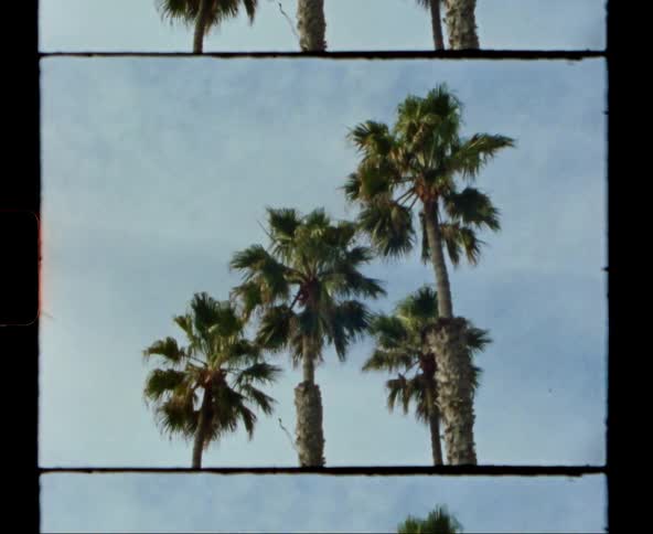 Tall palm trees in the daytime