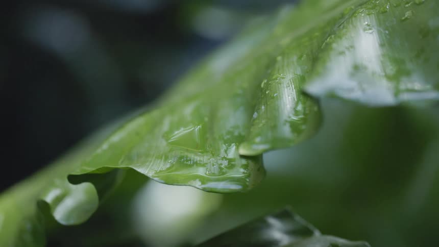 Sunlight shining down on a leaf with dew on it