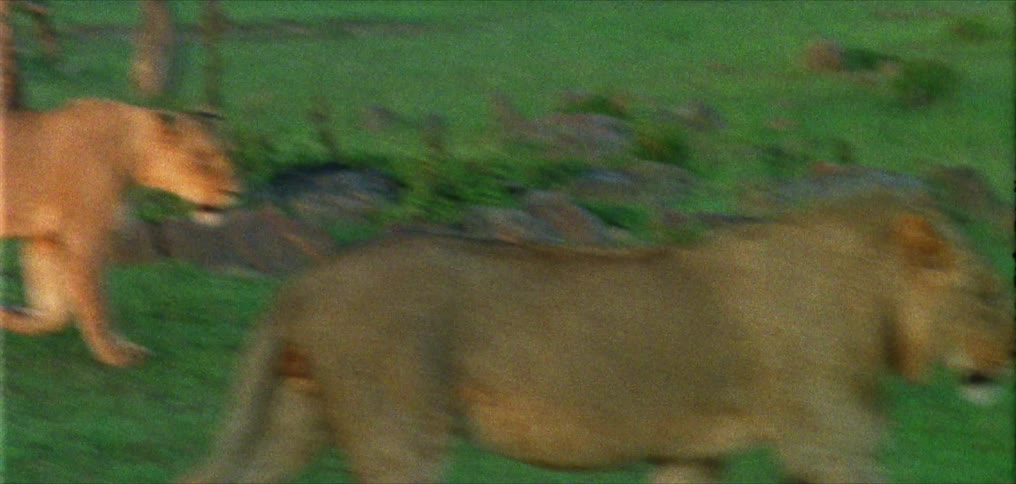 Lioness and young male lion walk across field