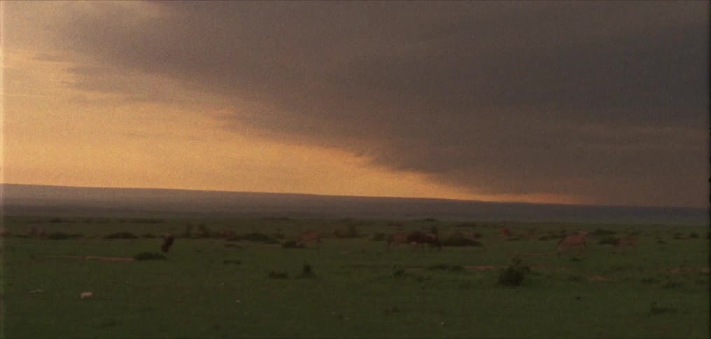 A view of grasslands with clouds in the distance