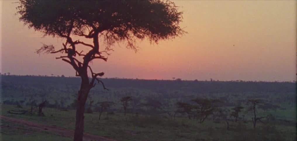 A vast grassland at sunset
