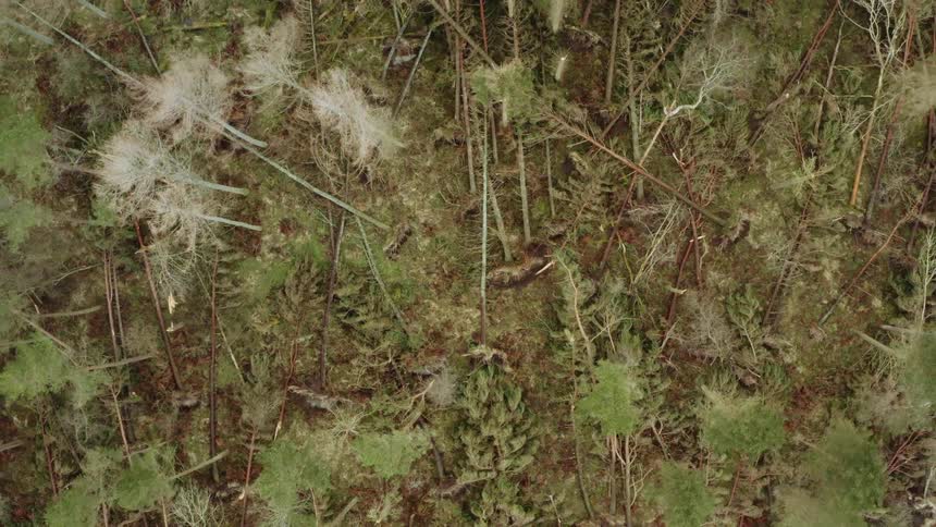 An aerial view of trees in a forest with tree trunks lying down on the ground