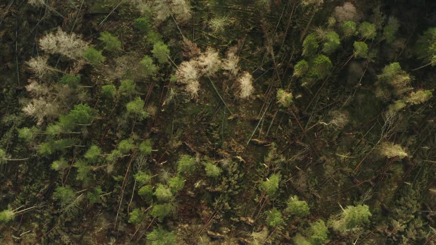 The large forest has fallen trees