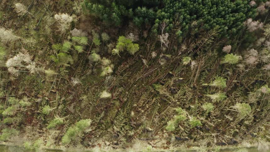 Aerial view of trees in a forest with many trees fallen