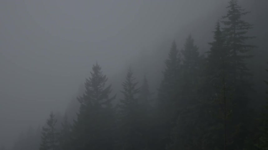 A view of trees in heavy fog