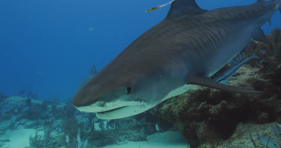 A Tiger shark swims through the blue ocean near the sandy bottom