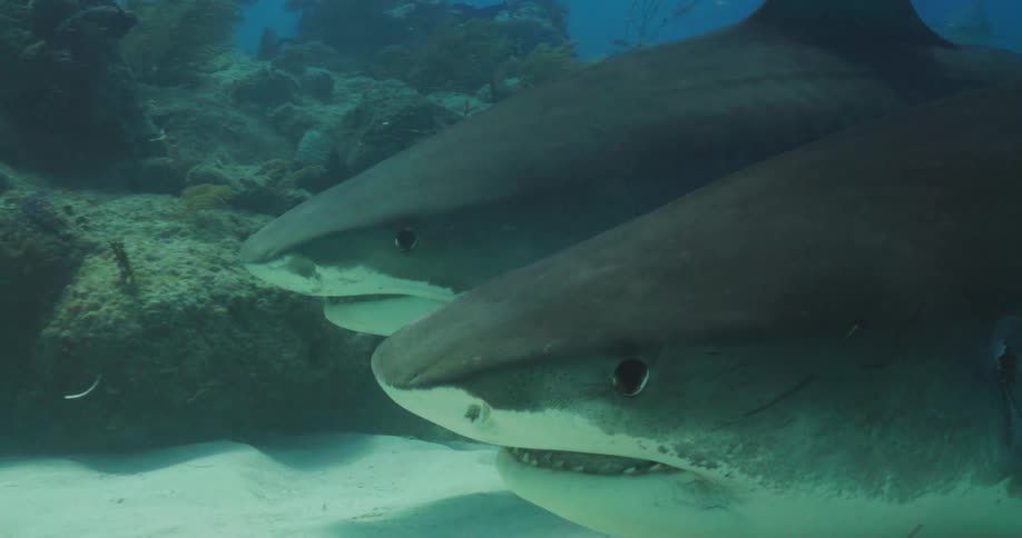 Two Tiger Sharks swim side by side
