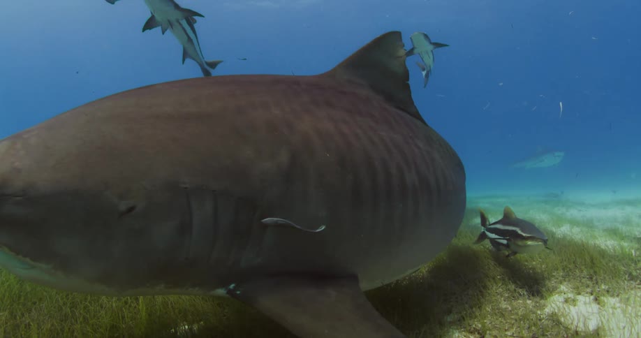The Tiger Shark swim around underwater