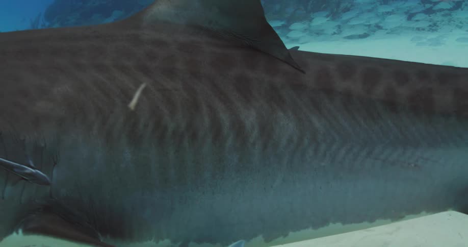 Small fish are swimming near a shark