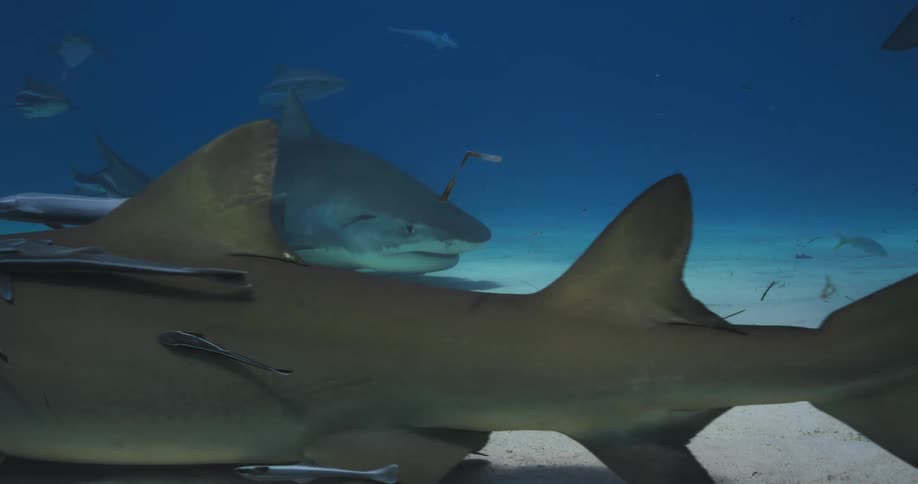 Tiger Sharks and Lemon Sharks with remora attached swim along the sandy bottom
