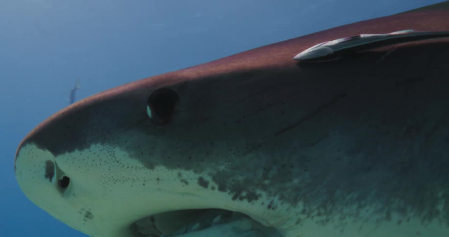Tiger shark swims near the small fish at the bottom of the ocean