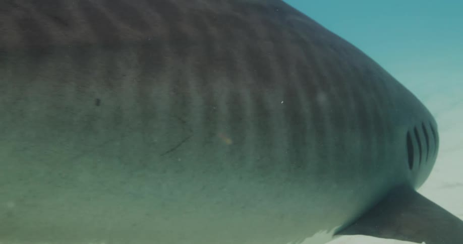 Large Tiger shark swims at the bottom of the ocean as a small fish swims under him