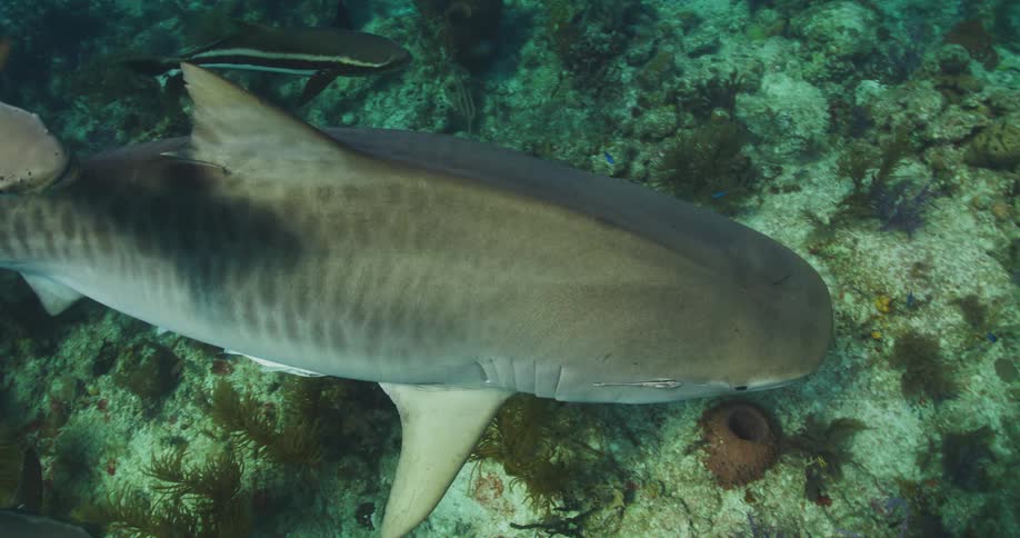 A Tiger shark swims with other fish near the sea floor