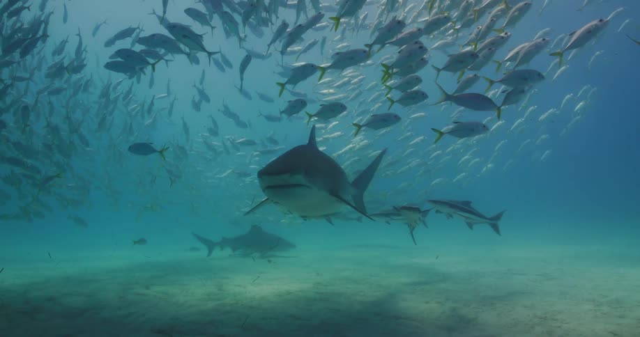 Tiger Sharks and fish swimming near an ocean floor