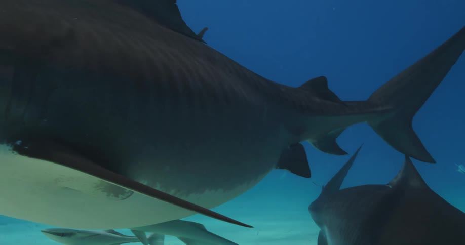 Tiger Sharks of varying sizes swim close to the ocean floor