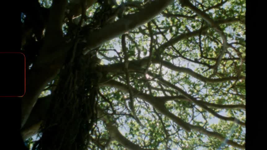 Bright sunlight shines through the branches of a tree under a blue sky