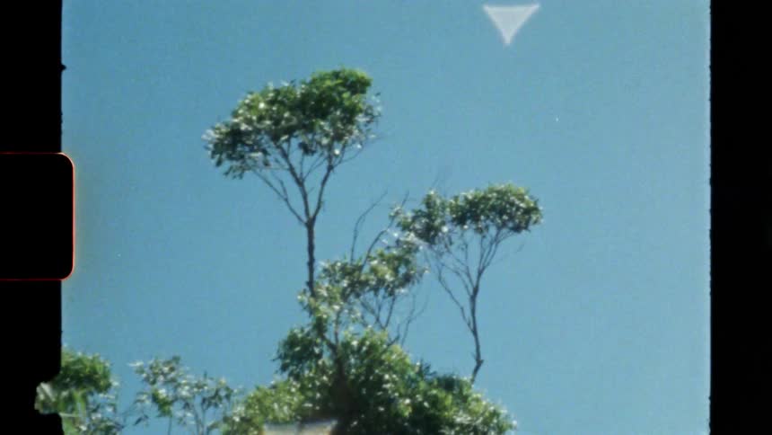 The wind is blowing the tree around