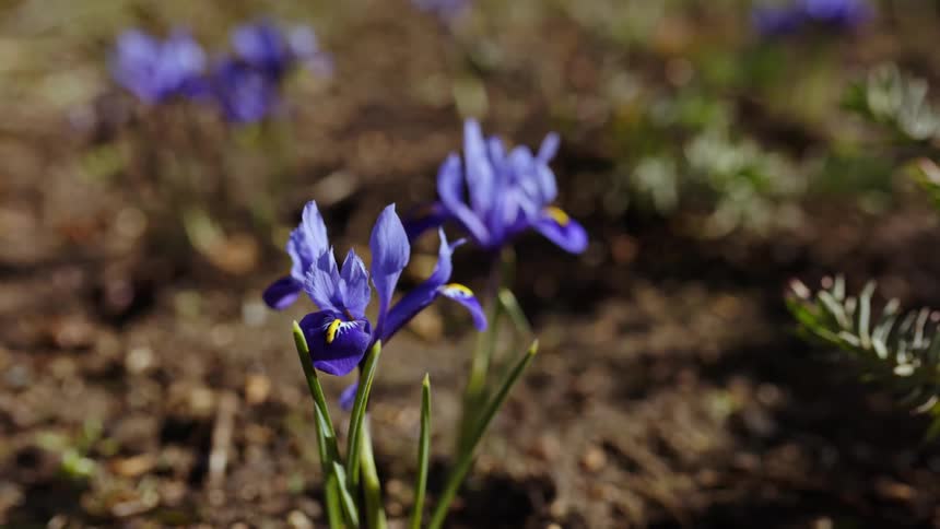 The sun shines on purple flowers as they move in the breeze