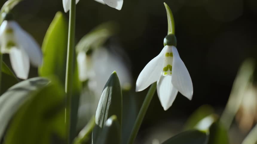 A stiff wind blows through a flower garden
