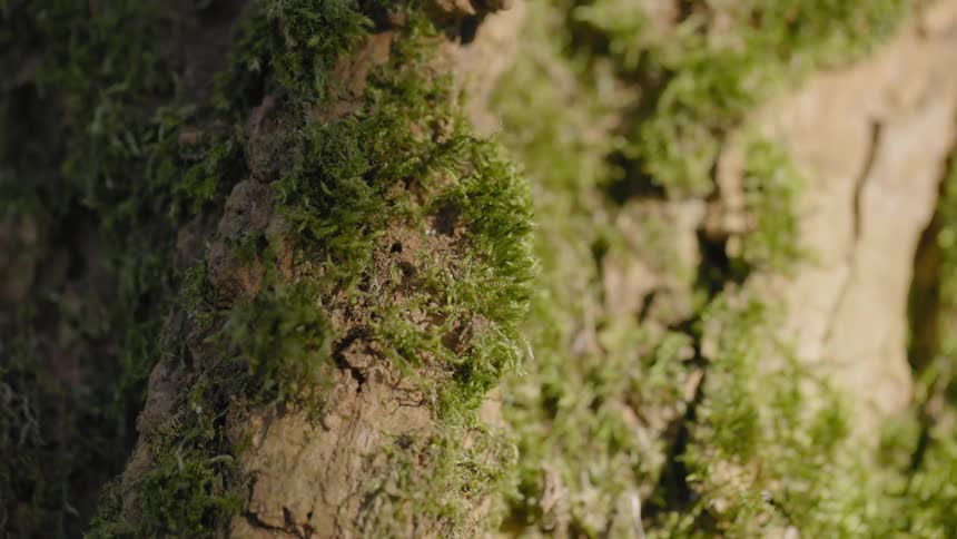 Moss covers portion of tree bark