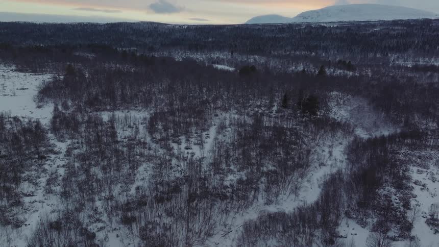 A large forest of bare trees and snow covered ground