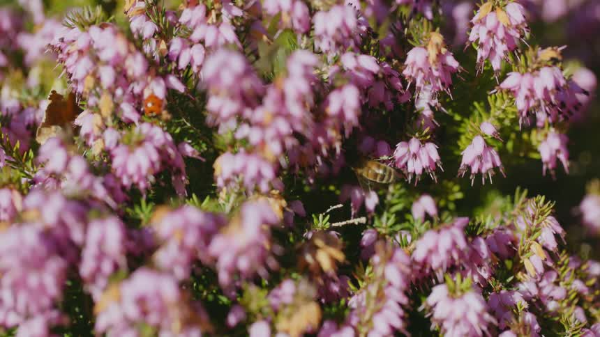 A bee and ladybug are on the flowers