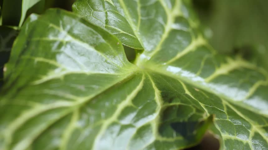 A green leaf with veins