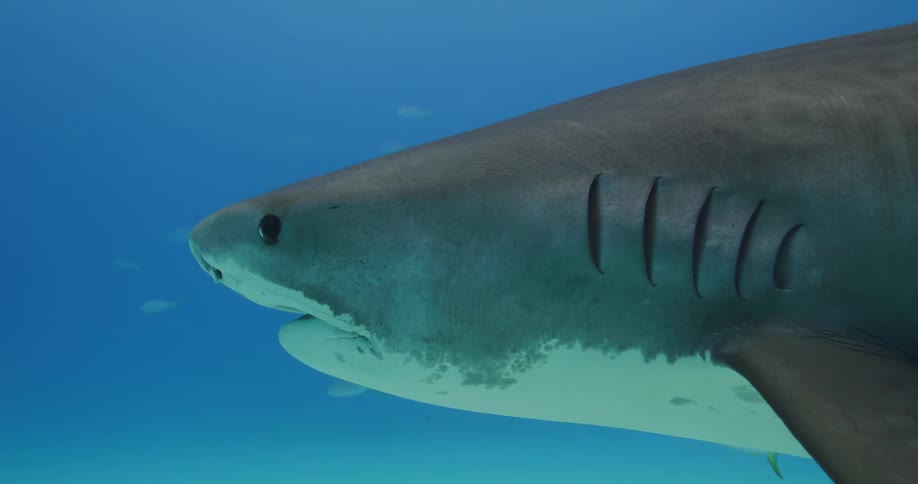 A view of a shark swimming in the ocean