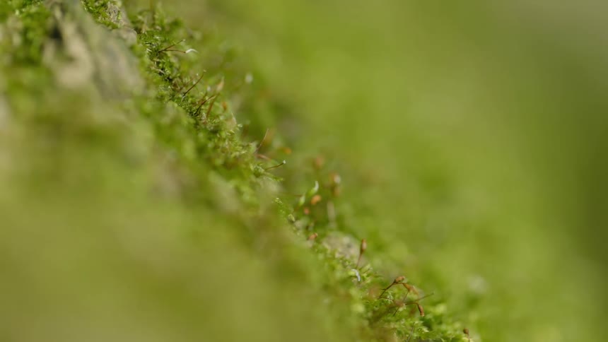 A view upclose of moss outdoors