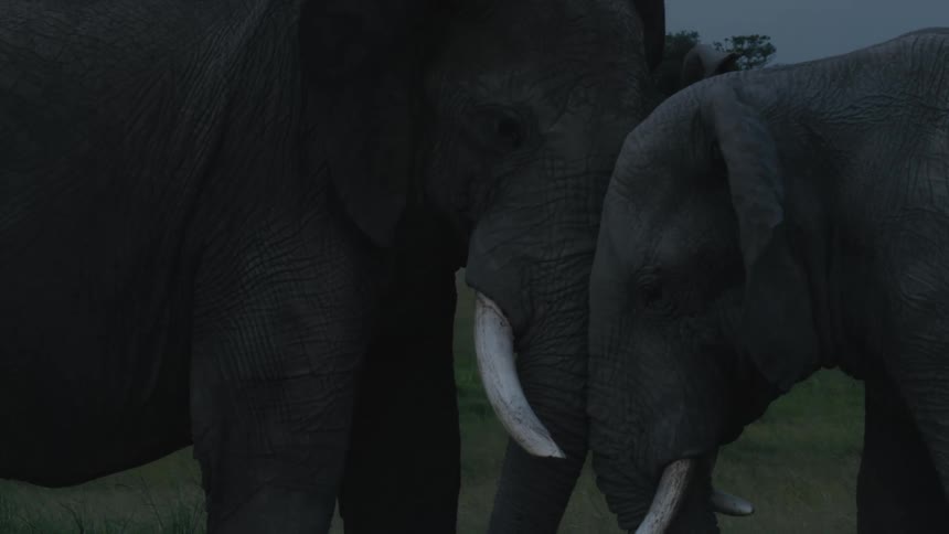 A baby elephant rubs up against another elephants trunk