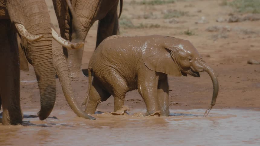 A baby elephant leads other elephants through the water
