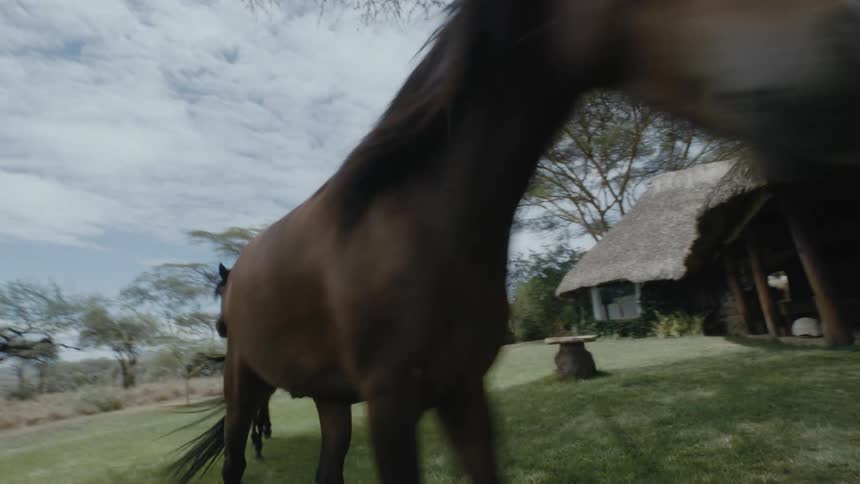 Boy running and playing with two horses in a grass field