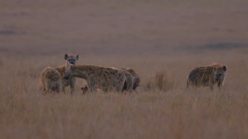 A view of hyenas in grasslands