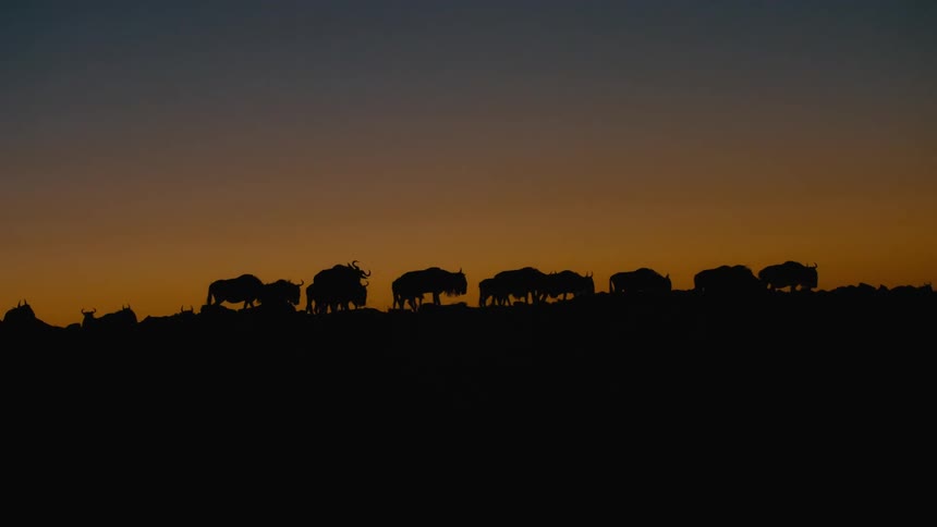 Part of a herd of bison move across horizon silhouetted against the afterglow on the horizon