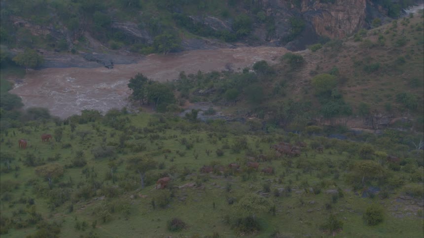 Aerial view of herd of elephants grazing on green hill