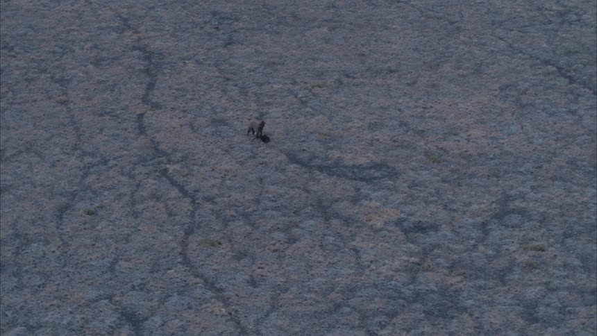 An elephant walking across a savanna