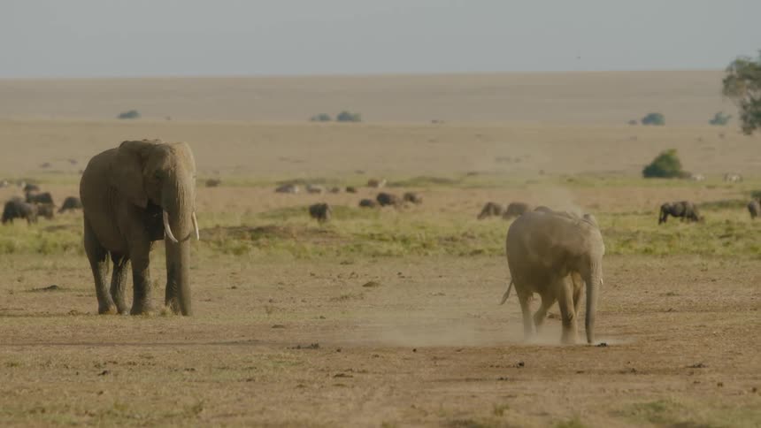Elephants in a sandy field as a small elephant kicks up the sand