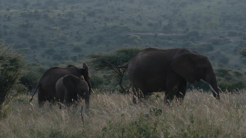 Elephants stand in a field near the trees