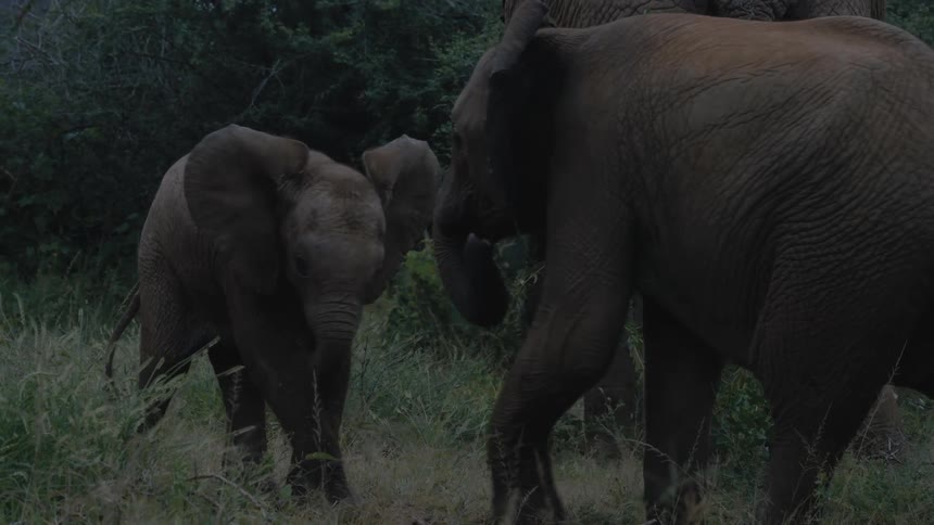 African baby elephants fight each other on the grass