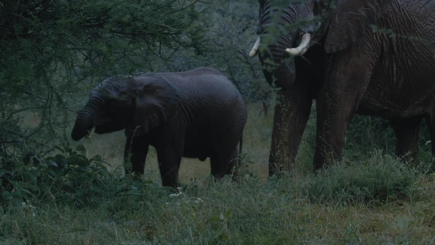 An elephant stands guard as a baby eats branches from a tree