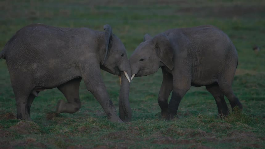 Two elephants fighting in a grassy field in nature