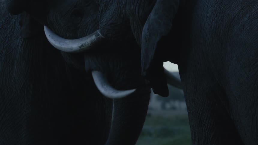 Close up of two wild elephants fighting each other using their tusks