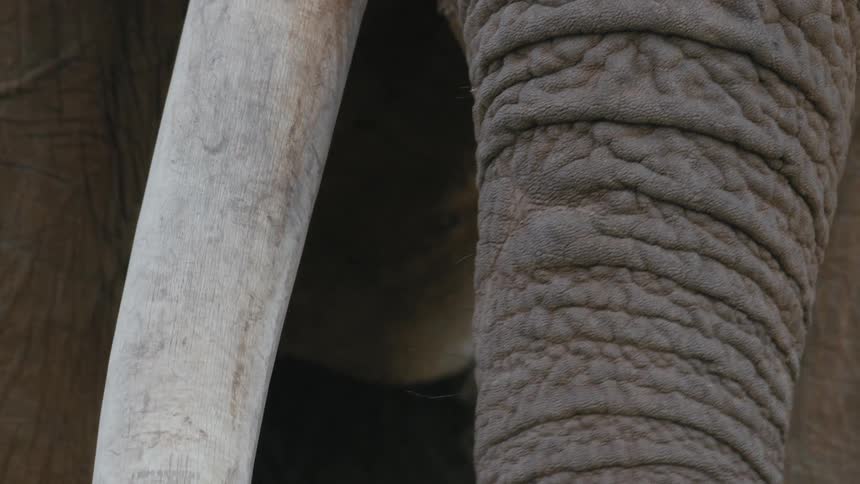 Close up of african elephant trunk grazing