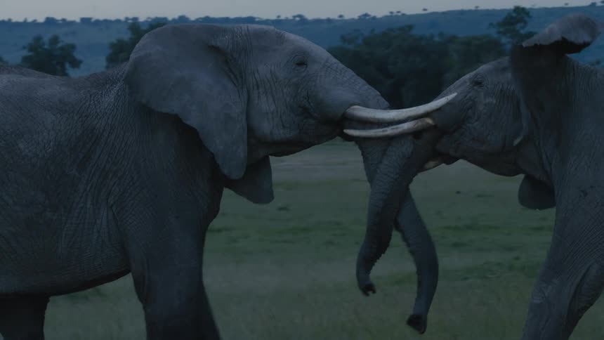 Two elephants are fighting